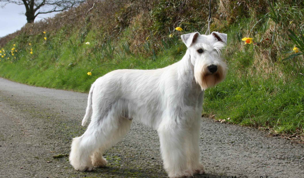 Белый шнауцер на тропе