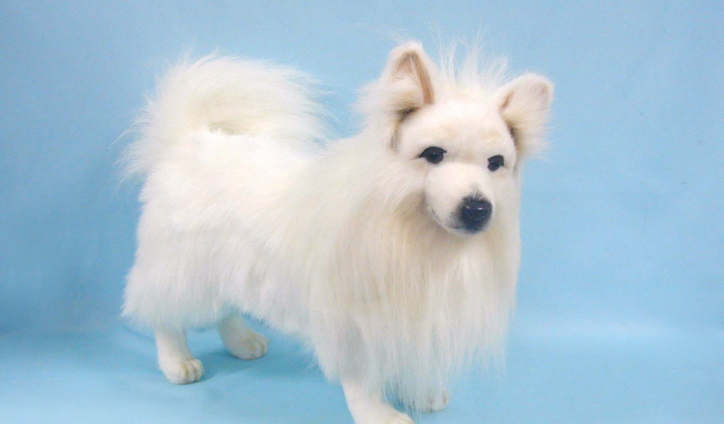 Белый шпиц на голубом фоне