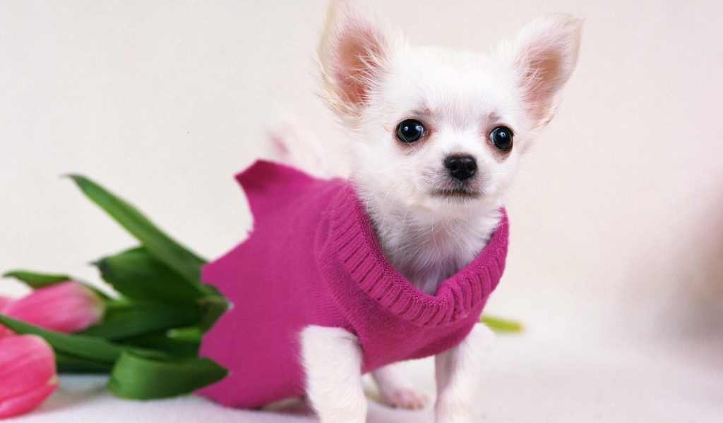 Белая чихуахуа в розовой кофте