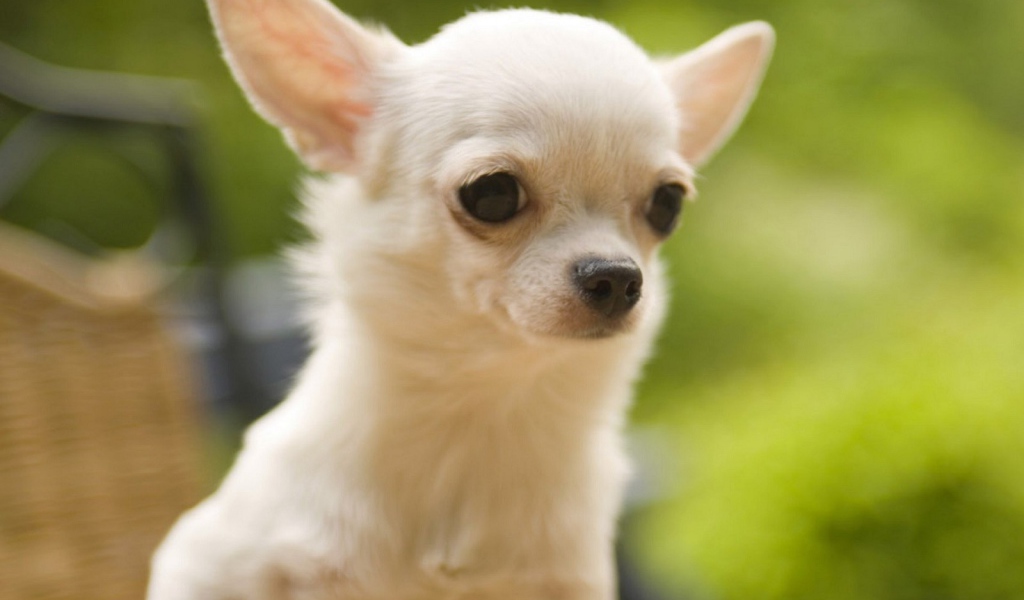 Белая чихуахуа на природе