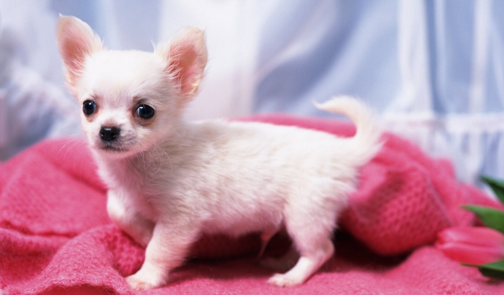 White chihuahua puppy on a bed