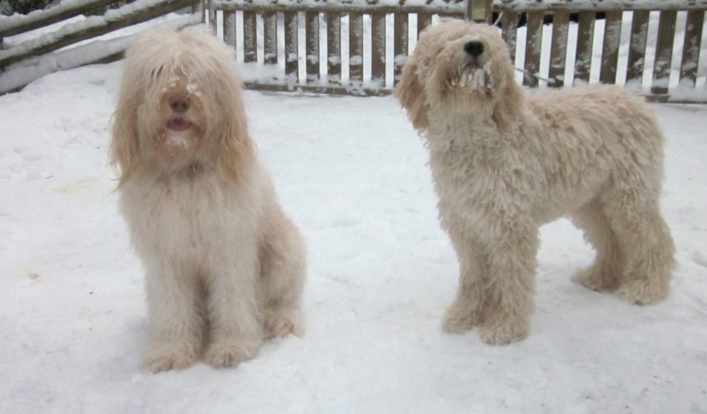 Белые собаки барбет