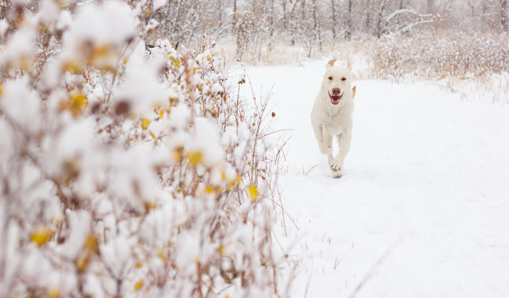 Белая собака на снегу