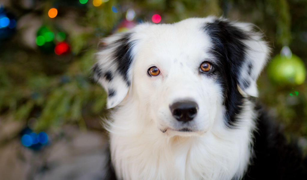 Белая морда собаки