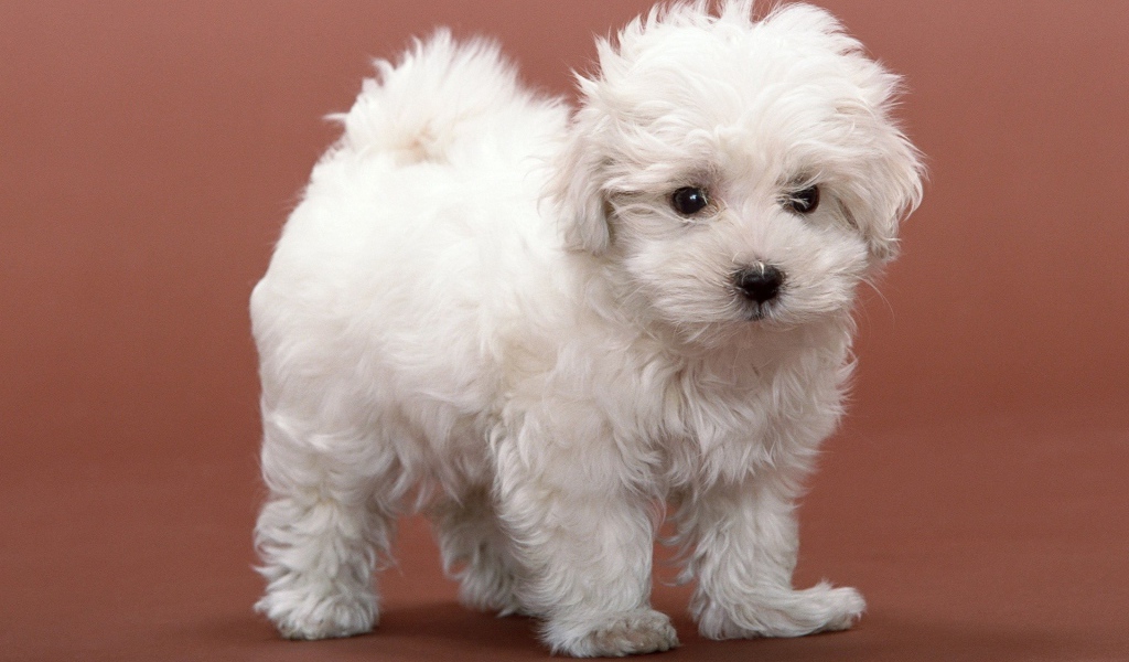 Белый пушистый щенок