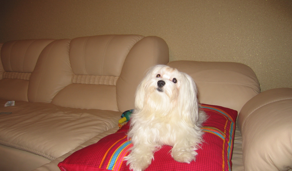 Белая болонка на диване