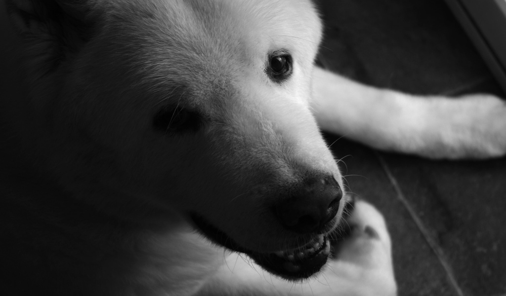 Белый щенок американской акиты