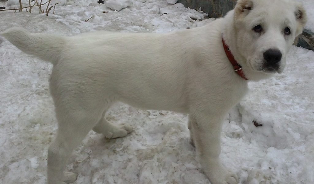 Белый щенок алабая