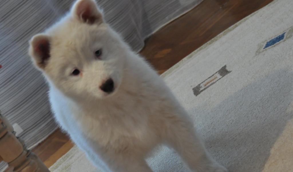 Белый щенок лайки