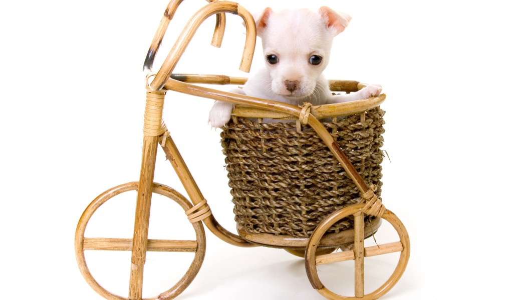 Белый щенок в корзине