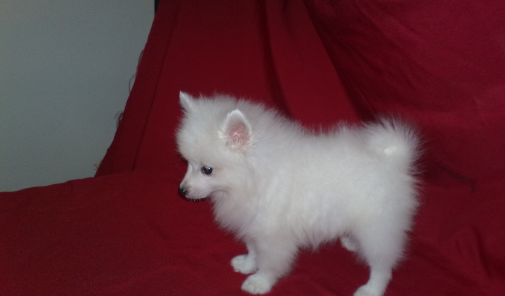 Щенок белого шпица