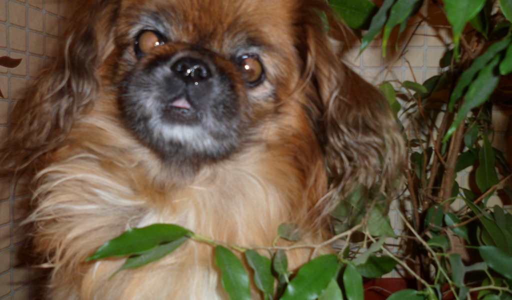 Безумный взгляд пекинеса