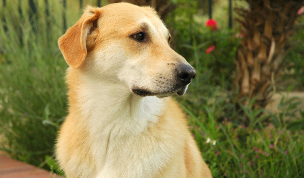 Желтый пес чинук