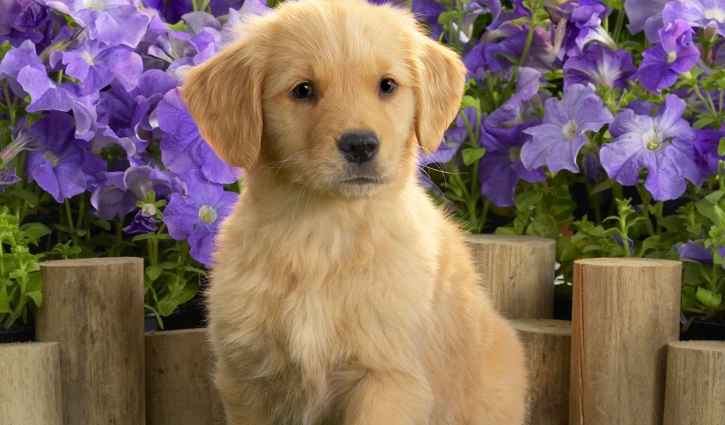 Щенок желтого лабрадора 