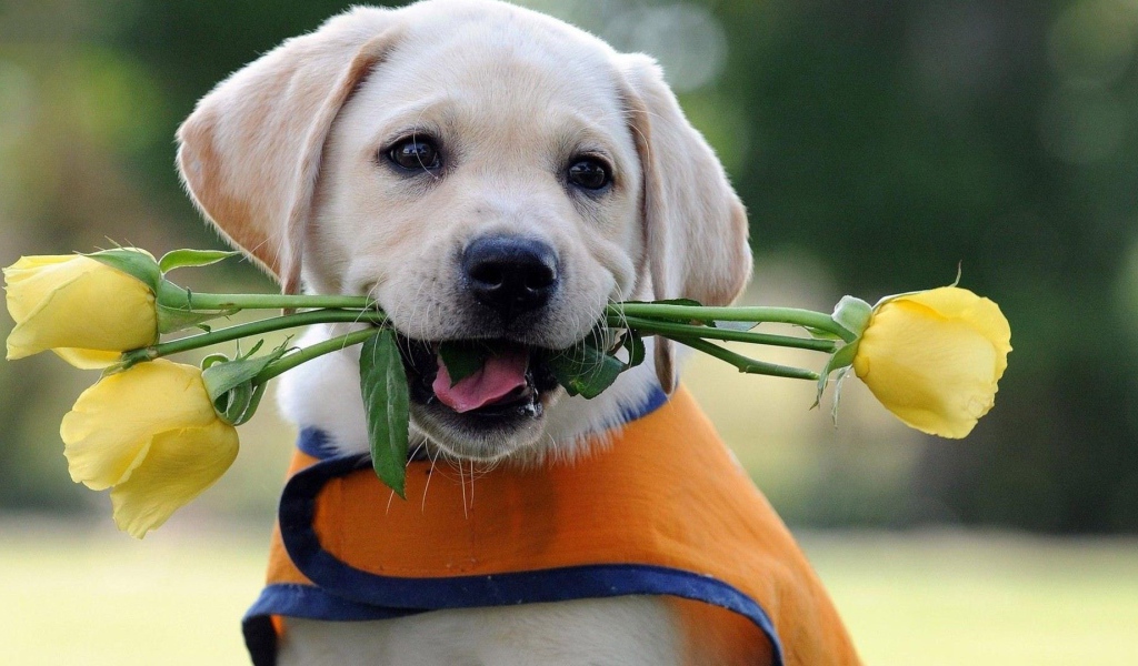 Щенок дарит жёлтые розы