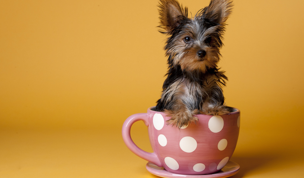 Йоркширский терьер в чашке
