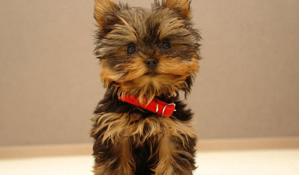 Щенок йоркширского терьера