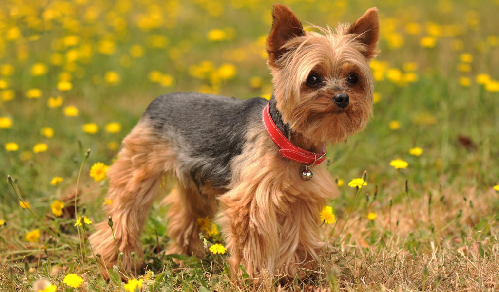 Йоркширский терьер на лугу