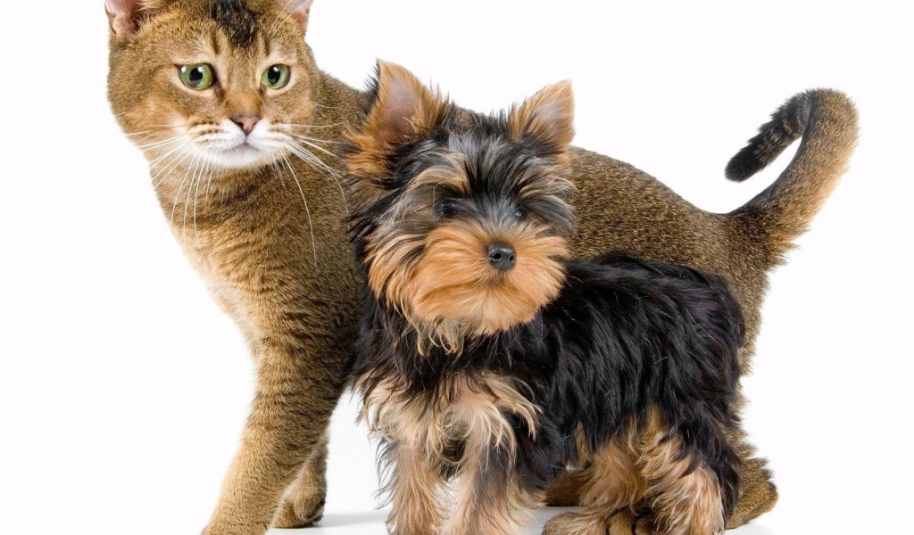 Йоркширский терьер рядом с котом