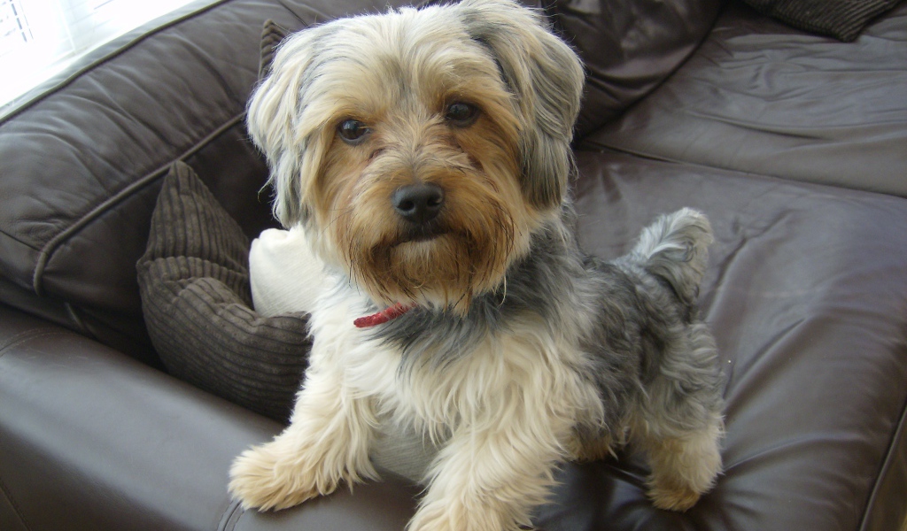 Йоркширский терьер на диване