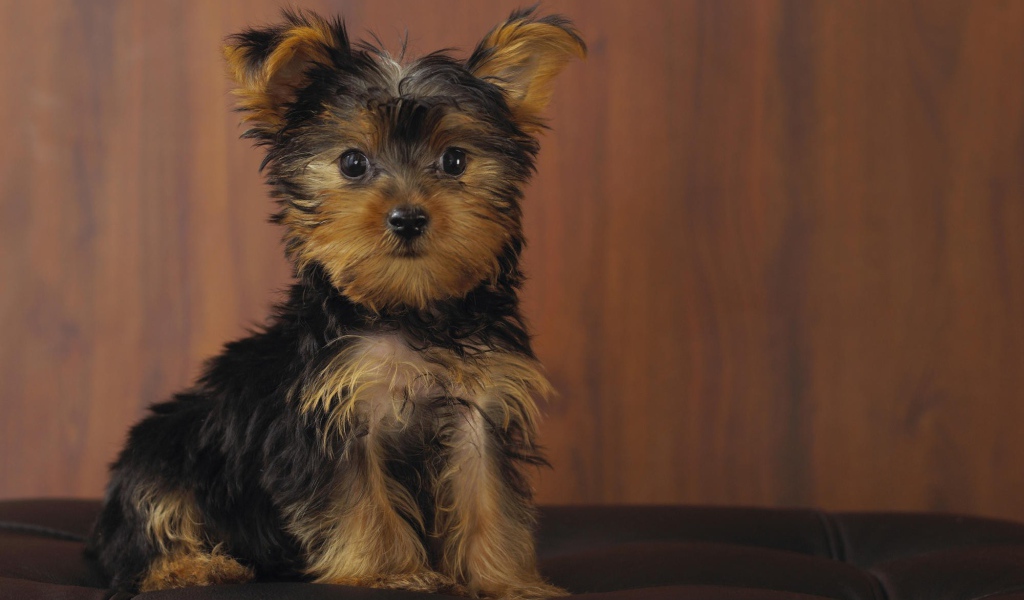 Йоркширский терьер позирует