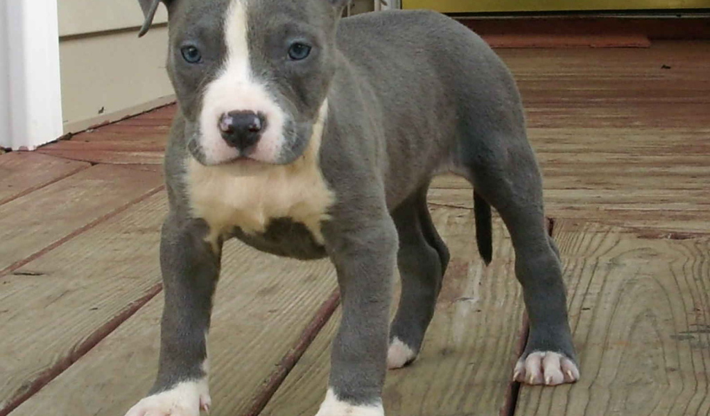 Молодой американский стаффордширский терьер