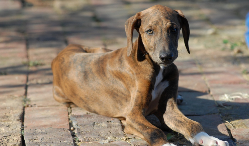 Молодой пес азавак