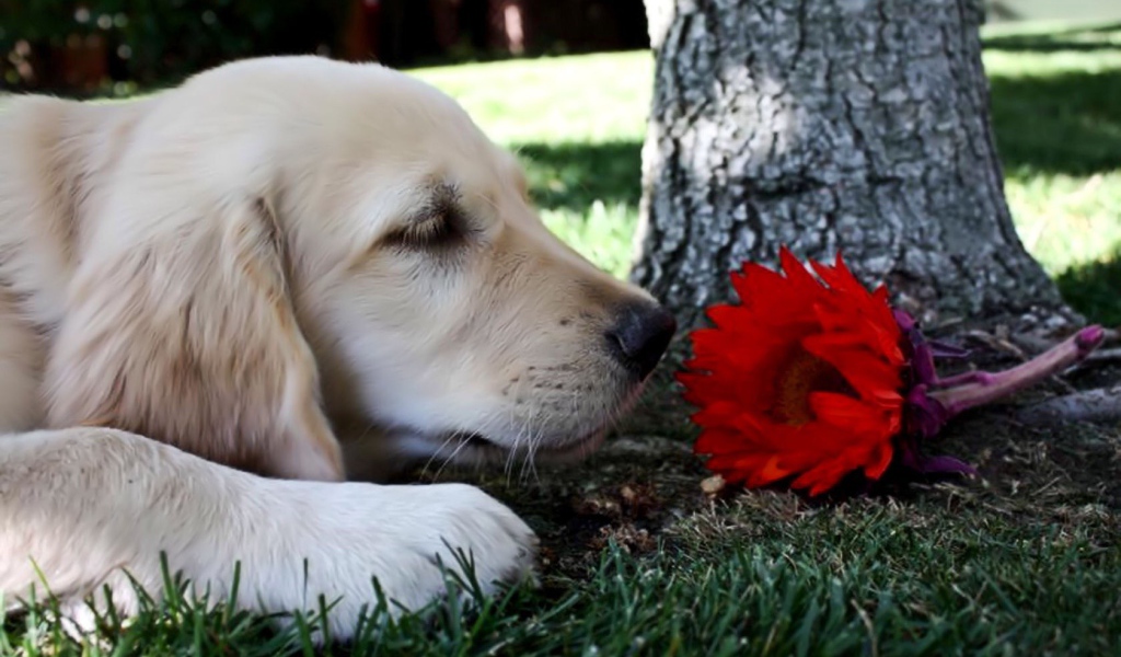 Собака нюхает цветок