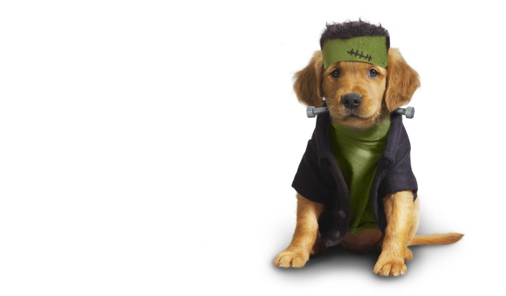 Собака в одежде