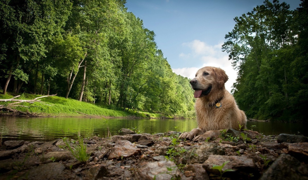 Собака лежит у реки