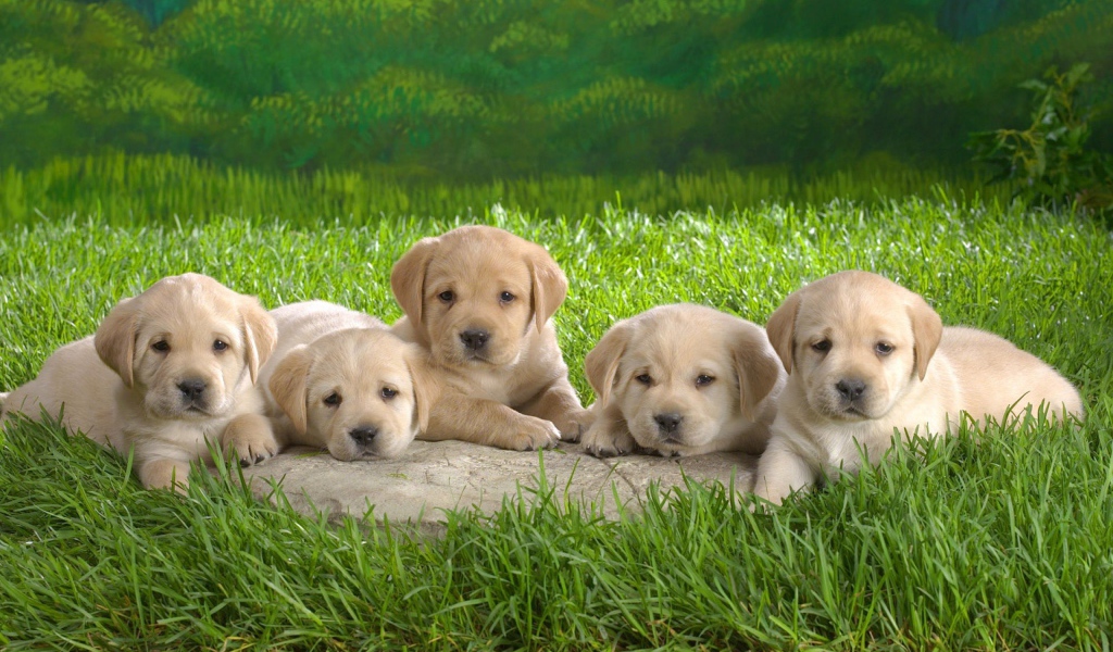 Пять белых щенков