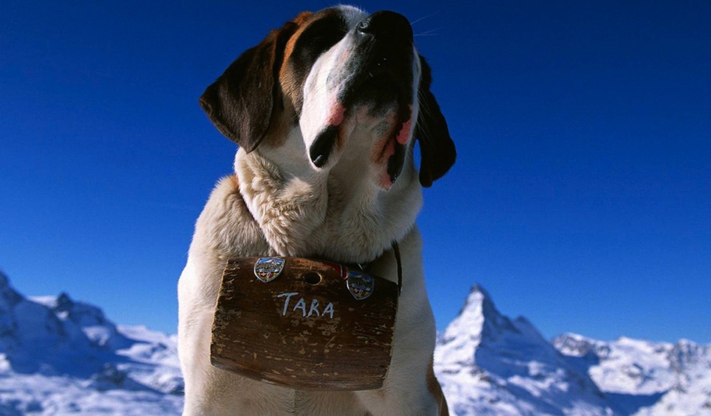 Собака горный спасатель