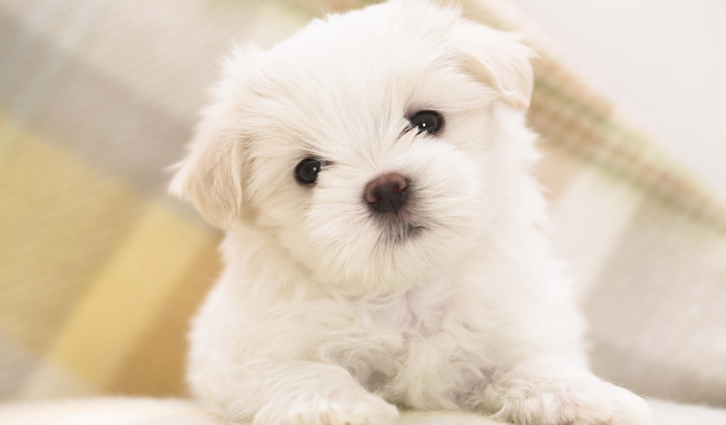 Белый щенок