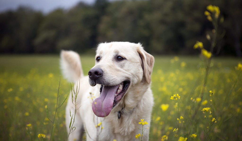 Собака на летнем поле