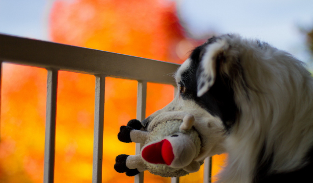 Собака с любимой игрушкой