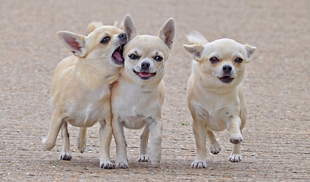 Чихуахуа на прогулке