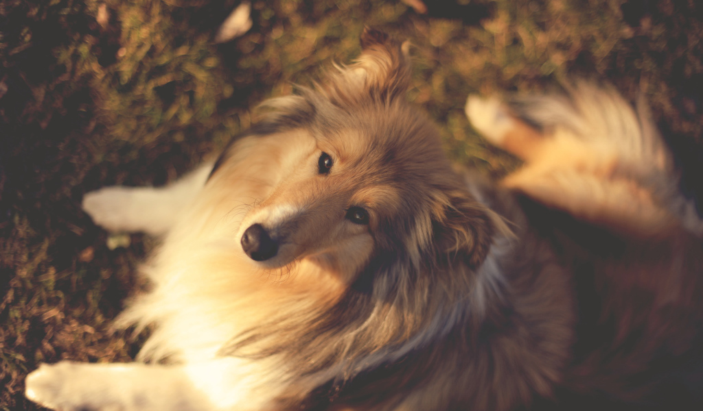 Колли сидит на земле