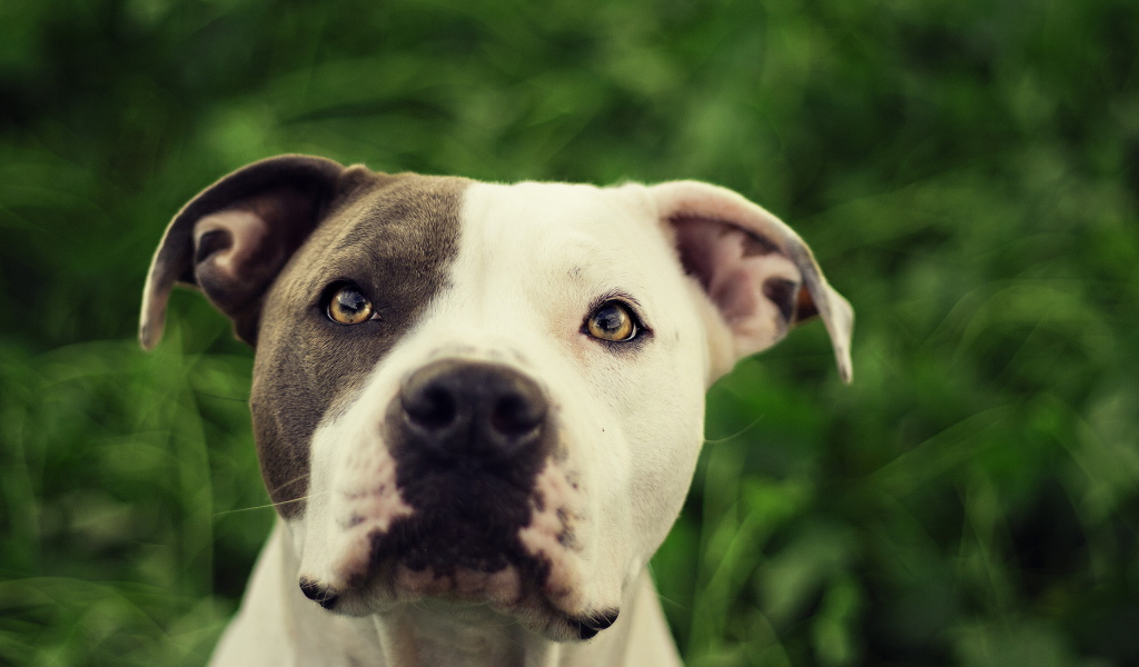 Преданный взгляд друга