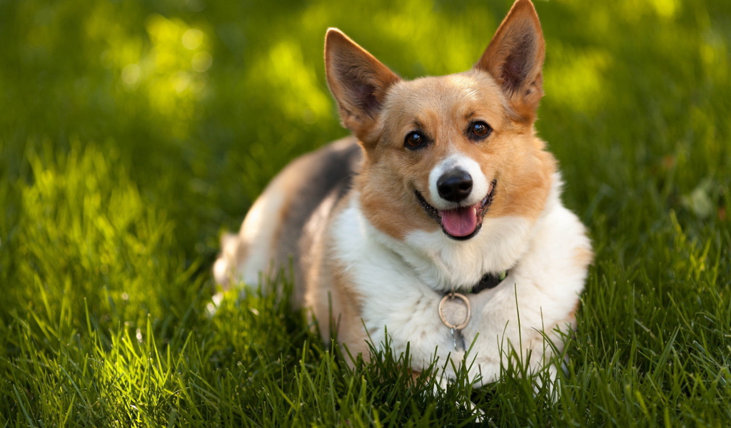 Преданный взгляд на хозяина