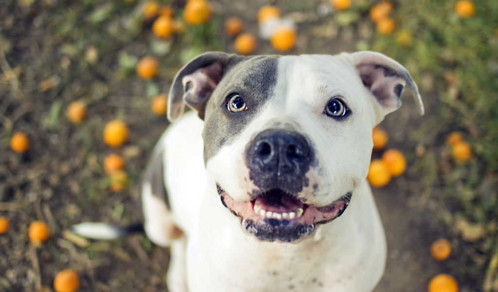 Преданный взгляд питбуля