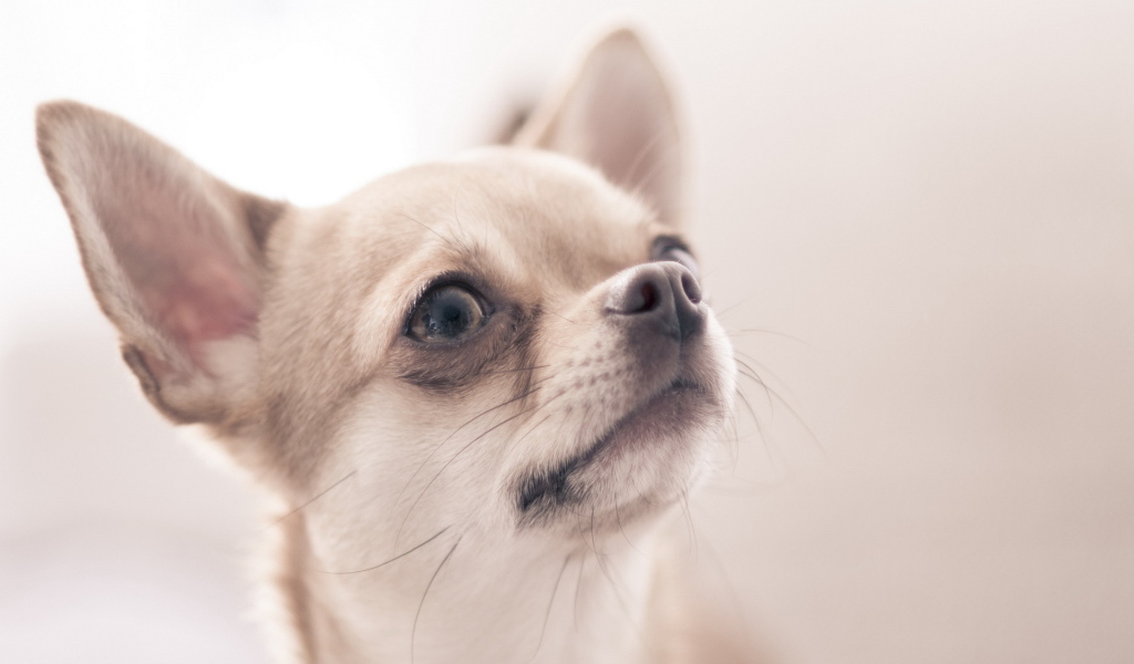 Собака Чихуахуа