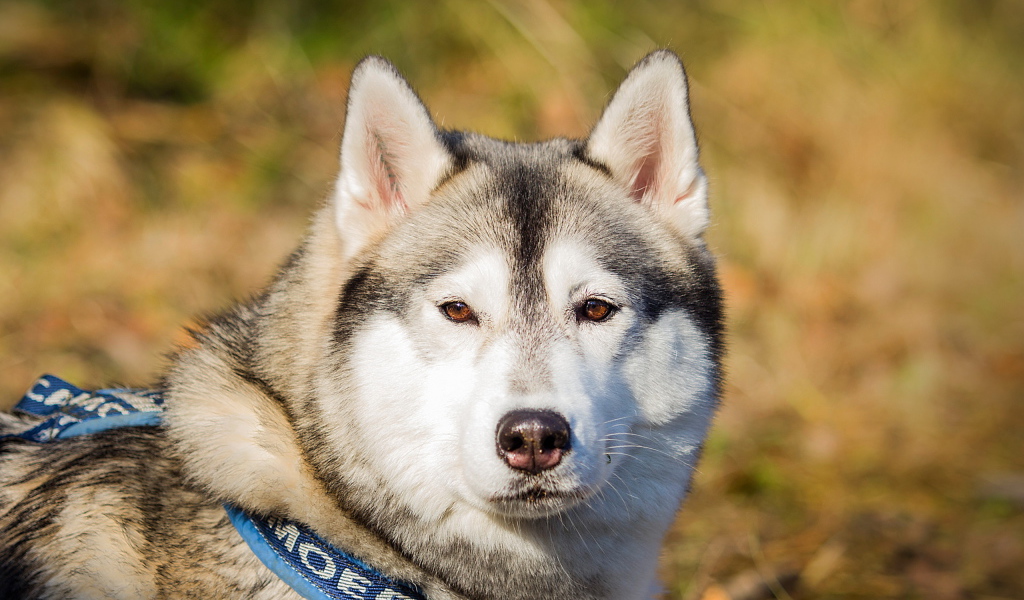 Собака маламут