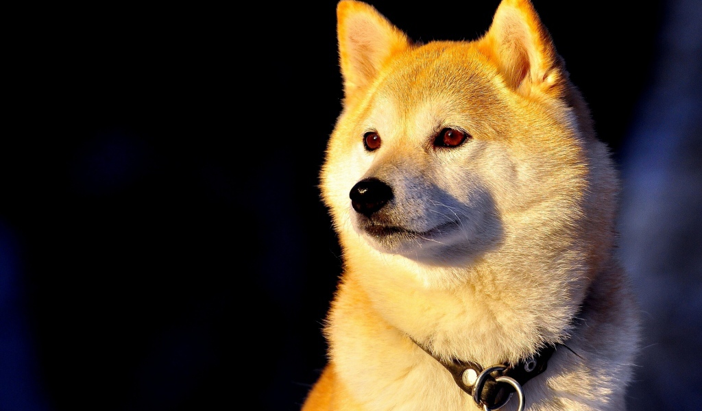 Собака Сиба-ину