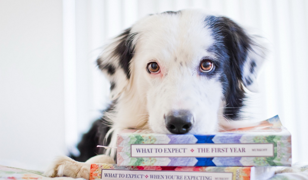 Собака с книгами