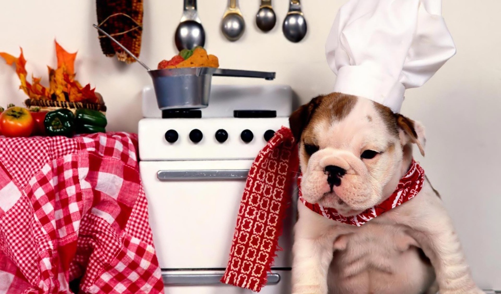 Собака повар