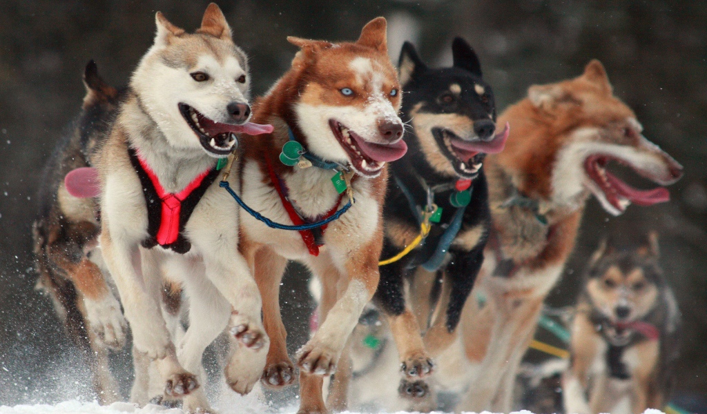 Собаки в упряжке