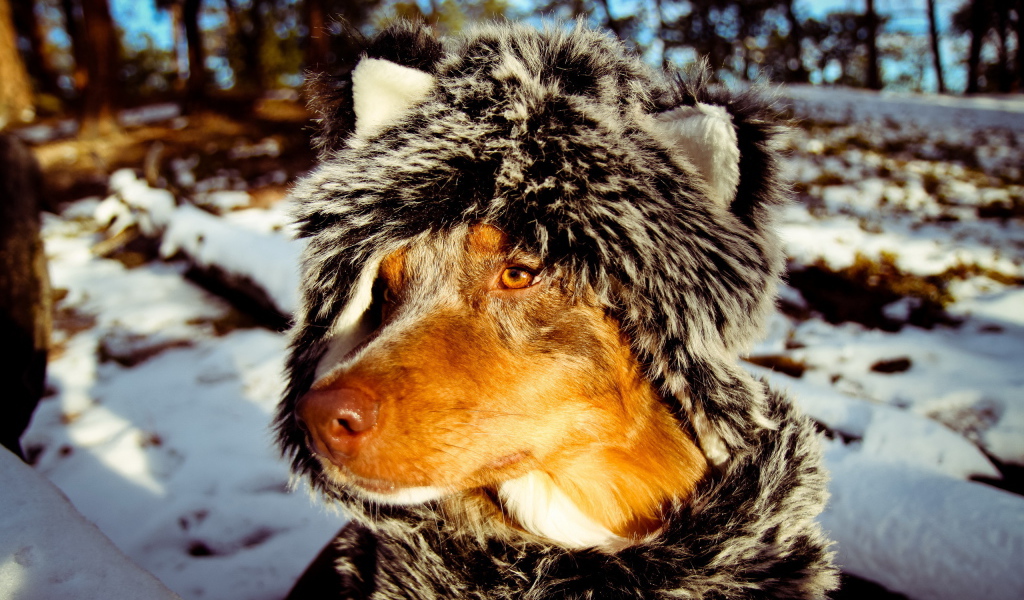 Собака в зимней одежде