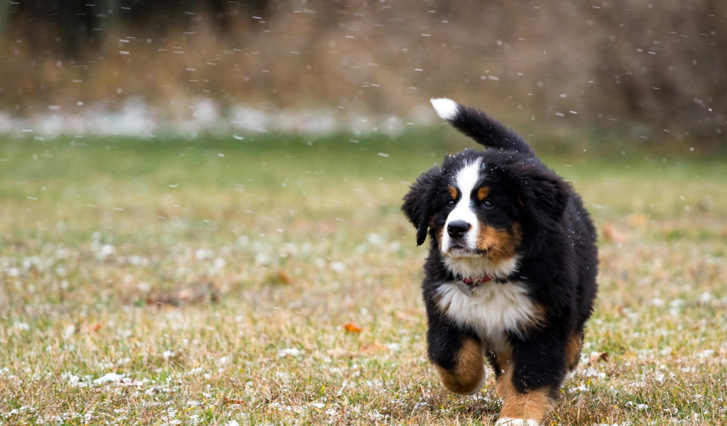 Собака на снежном поле