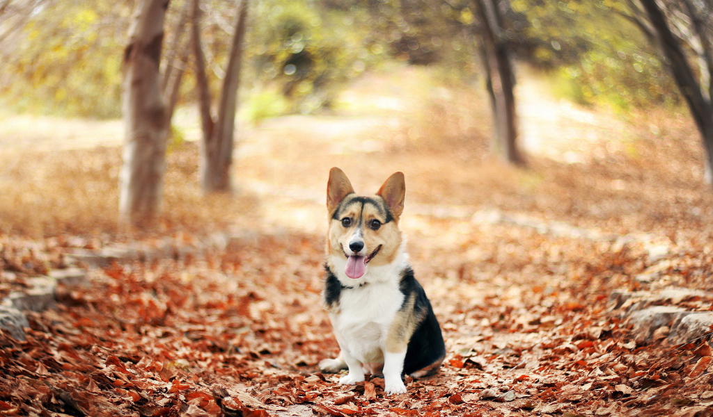 	   Dog on autumn leaves