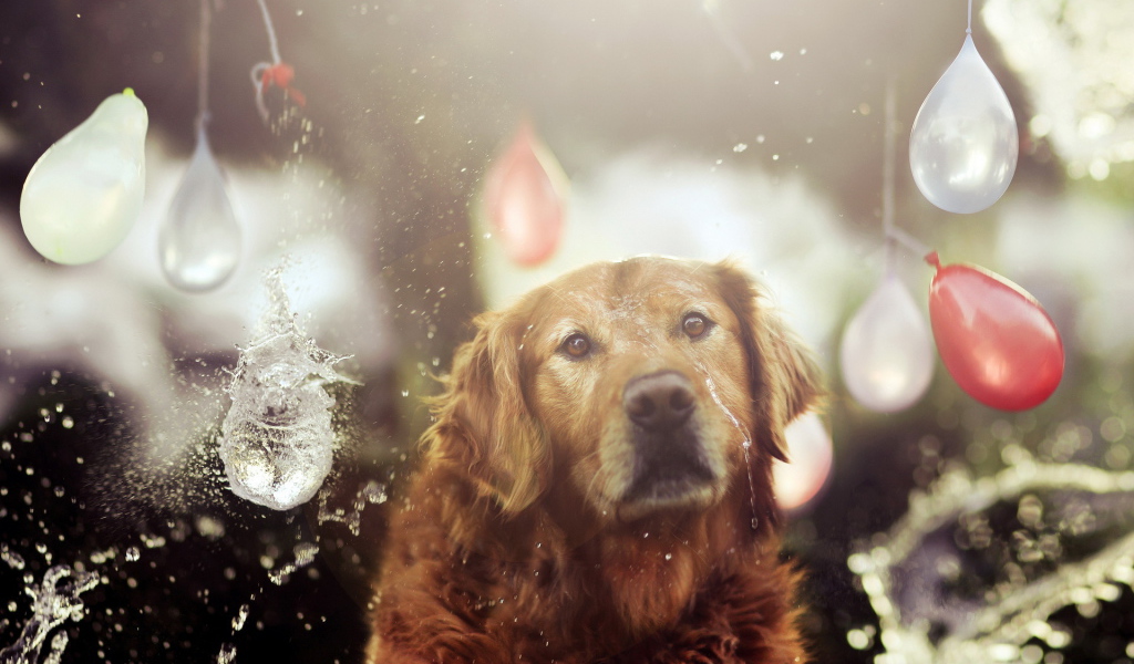 Собака на празднике